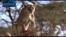 Lions BRUTAL ATTACK - NO MERCY - Lions fighting to death