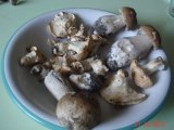 champignons (2)