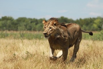 Lions DEADLY ATTACK in AFRICA - Lions fighting to death