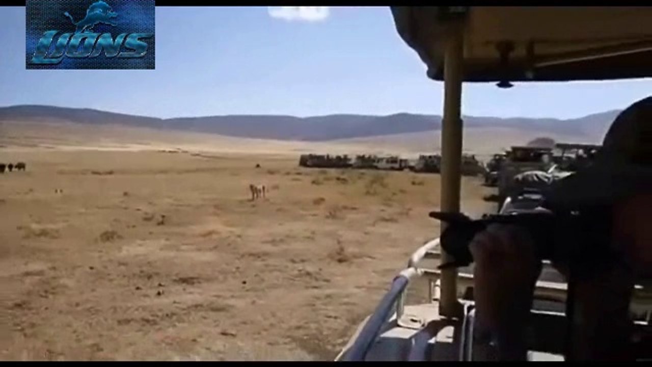 Lions vs Buffaloes Fight - Most Dangerous Battle - Lions fighting to death