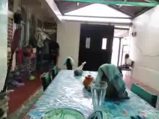 Killing Fly! (Elder Perry)