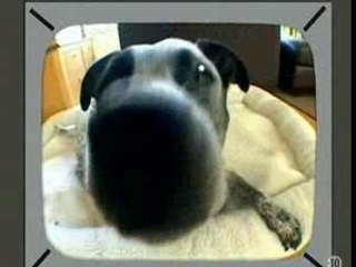 Animaux en gros plan filmer avec un(...)