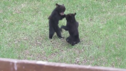 Скачать видео: Baby bears fighting - Bear Battle Royale