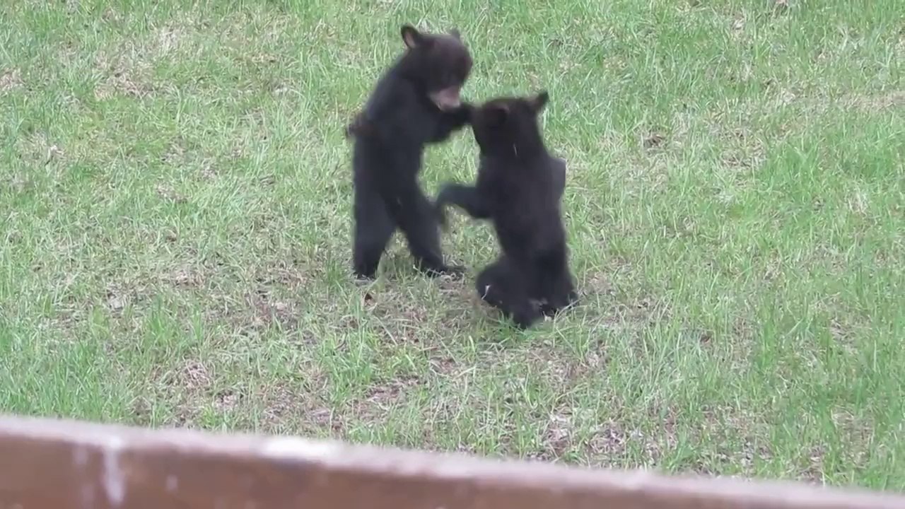 Baby bears fighting - Bear Battle Royale
