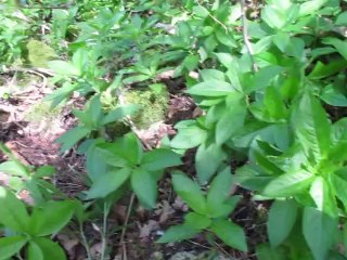 Bord de champs, quelques blondes.....