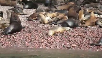 ISLAS BALLESTAS