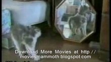 Catmovie