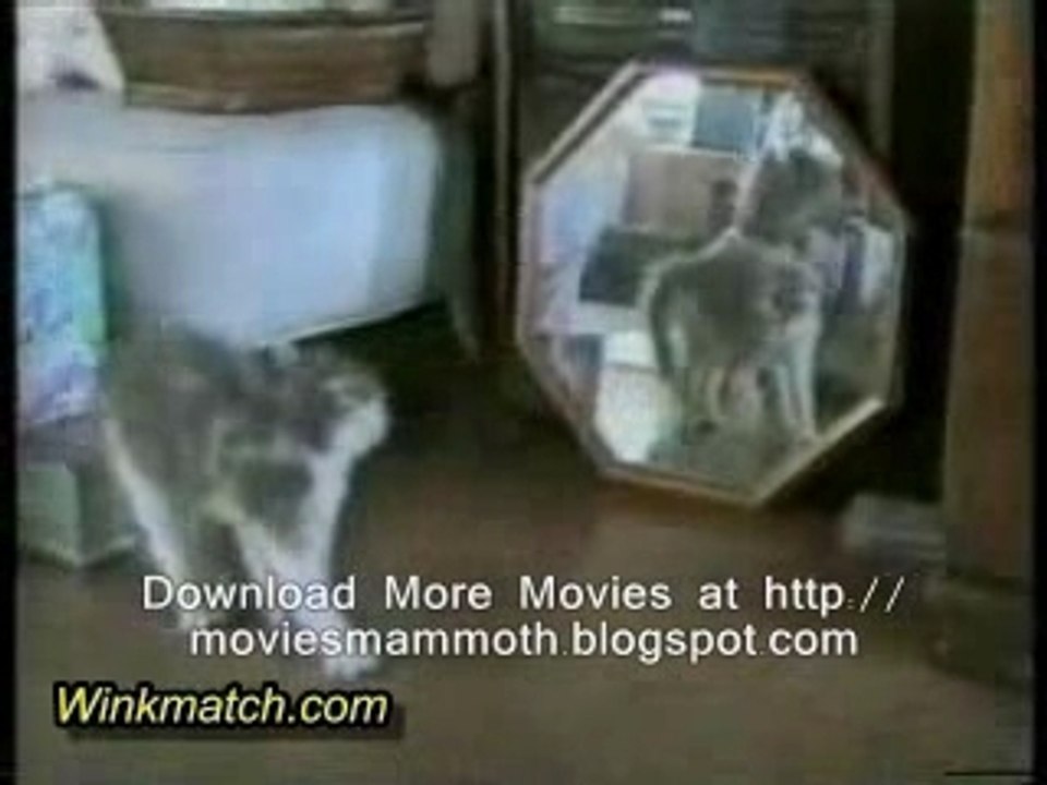 Catmovie