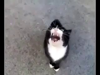 Böyle Bir Kedi Daha Önce Görmediniz