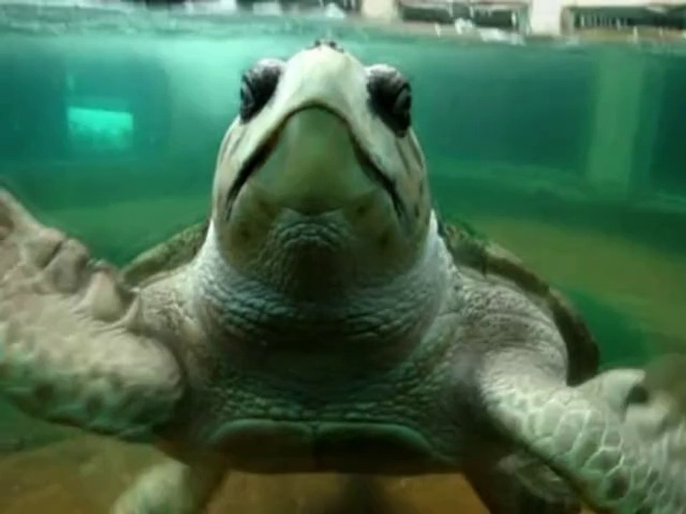 #FreeTortugoJorge