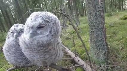 Jamming baby owls