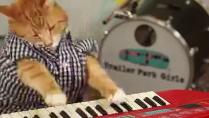Cat Playing Piano