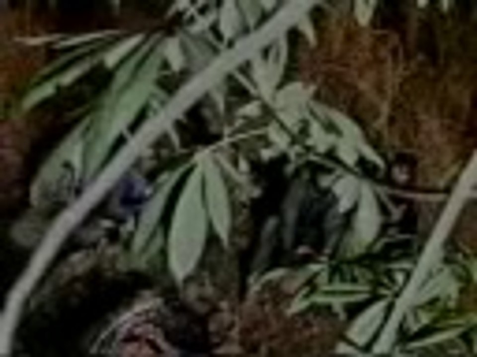 Kashmir Terrorists