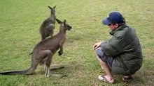 Mark et les Kangourous