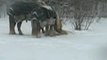Horses in snow storm