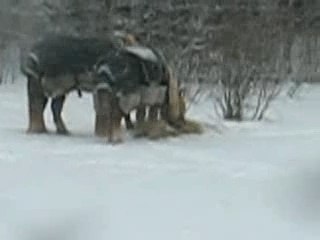 Horses in snow storm