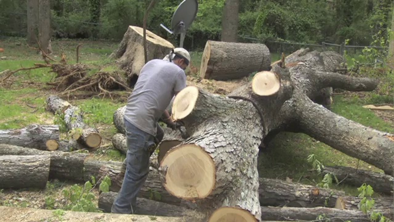 Welcome to Omar and Brothers Tree Service where quality service always come's first.