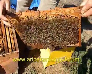 3 ekim 2012 koloni kontrolü