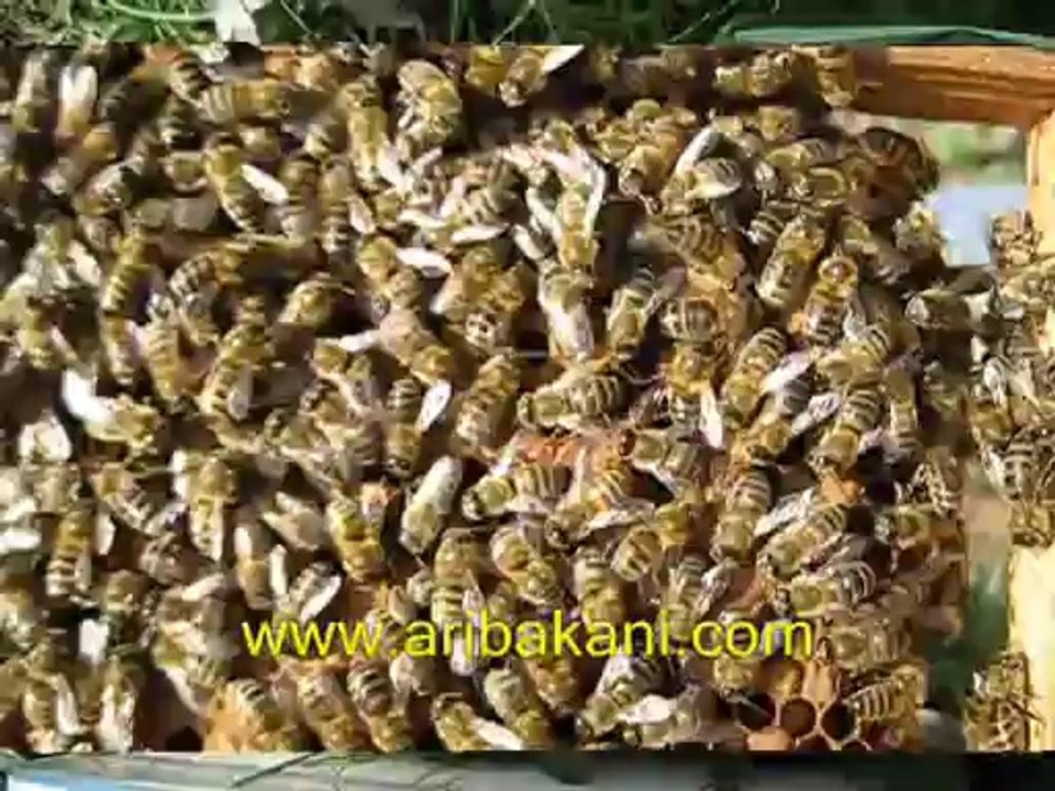 Ana arı çiftleştirme kutusu kontrolü