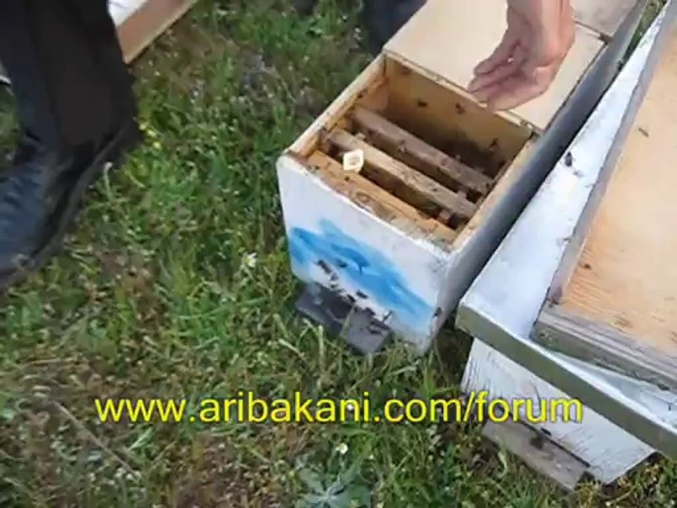 Ana arı kutusuna meme dagıtımı