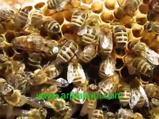 Anadolu arısı, saf kan