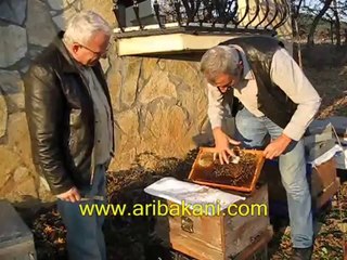 Anasız koloniye kafesle ana arı vermek