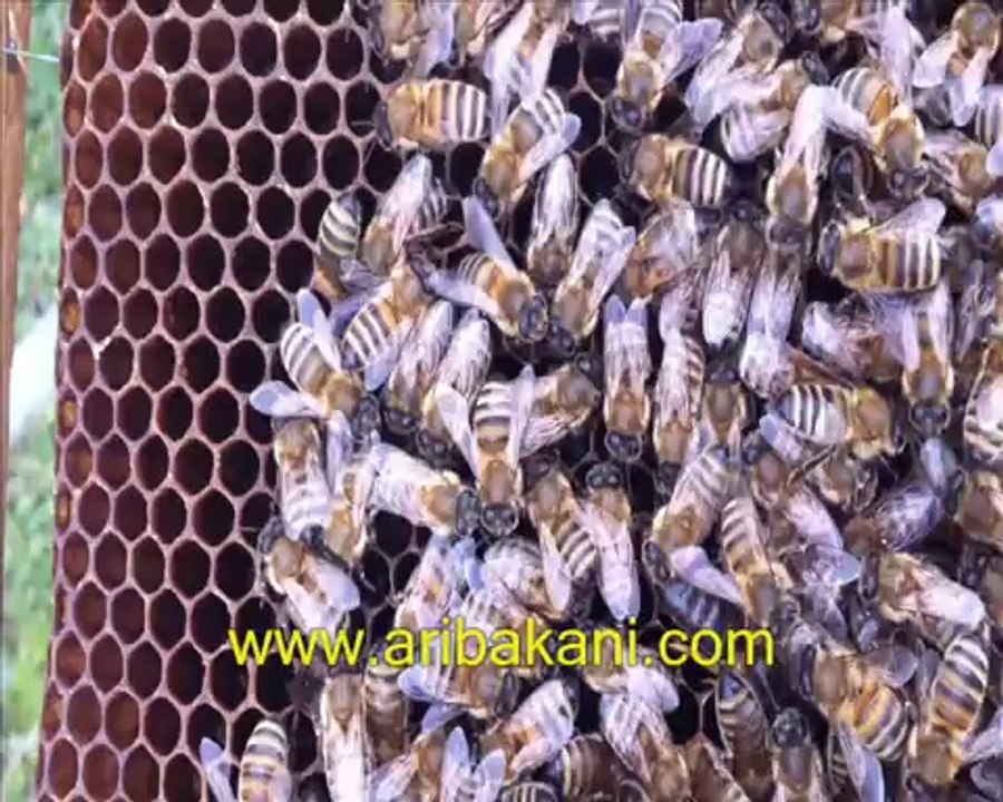 Arıcılık ve iki ana arılı kovan