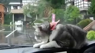 Funny video - Cat capture Wiper car