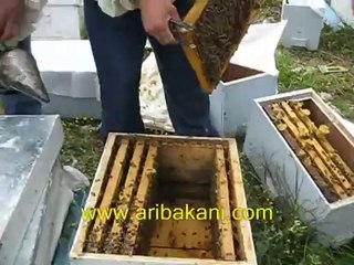 Aydın Söke arı aktarımı