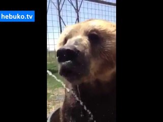 keyifle su içen ayı.. kesin sizi de susatacak. deneyin:)