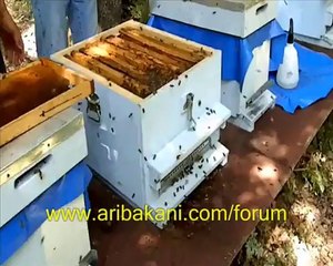 Cesur arıcılar