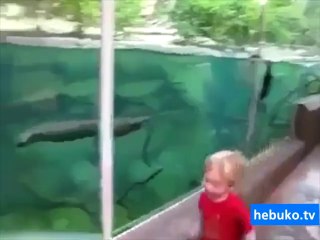 çocukla yarışan fok balığı! sonu süper:)