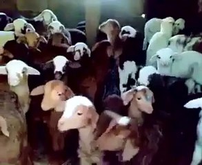 dünyanın en tatlı ve en sevimli korosu