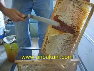 Bal hasadı ve sağım