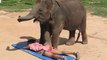 Thai Elephant Massage - by a Cute Baby Elephant in Koh Samui