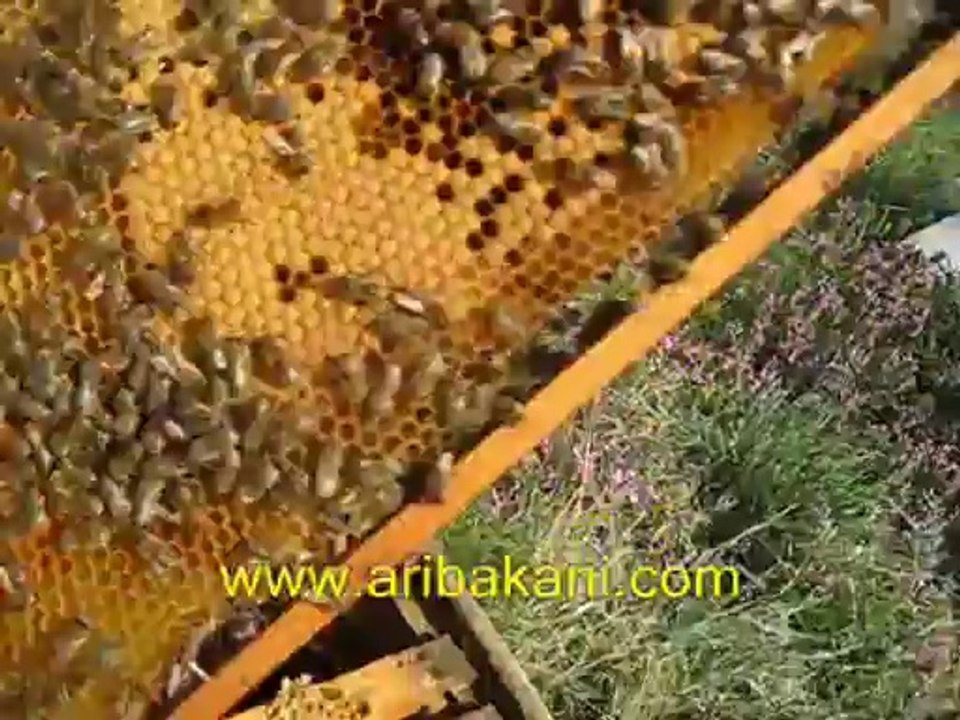 erkek arı yetiştirmek