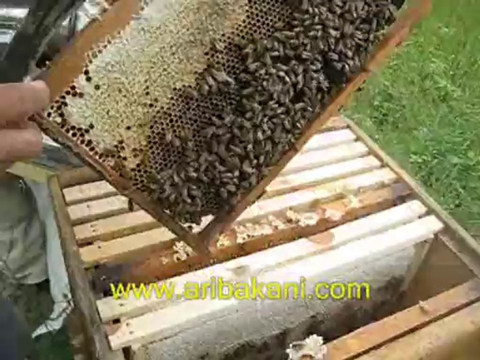 karniol arısı ve gelişimi