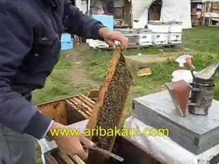 Karniol arısı ve kışlaması