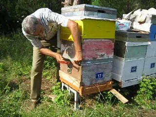 karniyol ana arısı