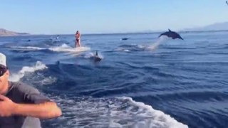 Girl Surrounded By Dolphins While Wakeboarding