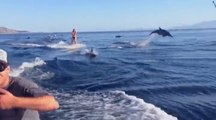 Girl Surrounded By Dolphins While Wakeboarding