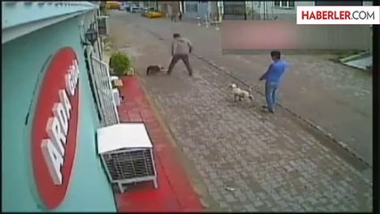 Pitbull Kediye Saldırdı