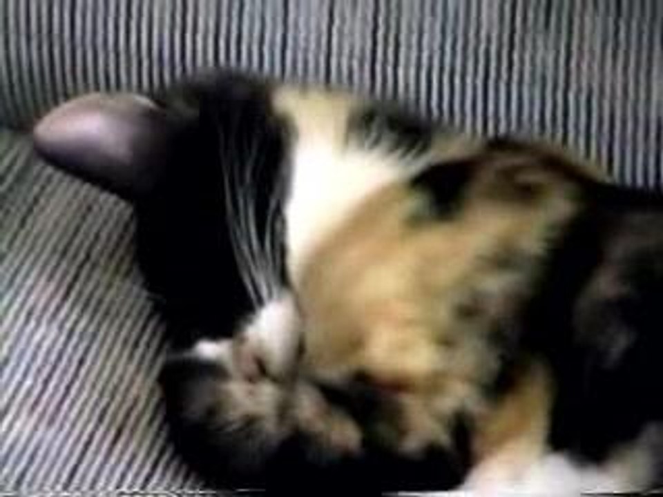 Les Chats 1997