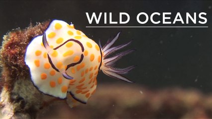Tiger tail seahorse and fried-egg nudi on Anemone Reef