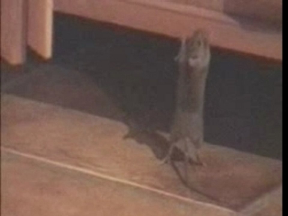 La souris surprise