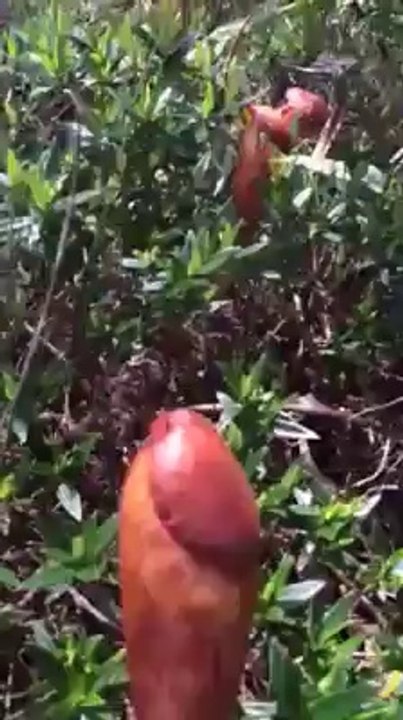 This Video About Amazing Flower Plz Share this videos