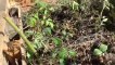 Jardins Partagés du COVET - Plantation de Tomate - Etude du sol (23 mai 2014)