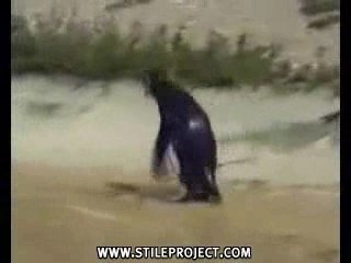 Funny Clips - penguin On Drugs