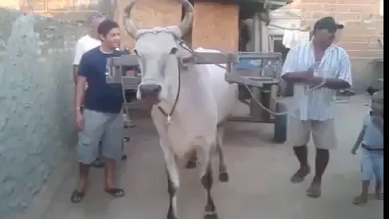 Calf,Funny clip
