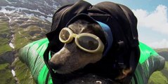 Worlds First Wingsuit BASE Jumping Dog !!